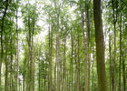 Forest • Image gallery • Berlintapete